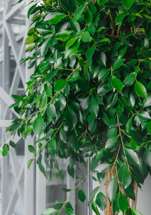 Фикус Бенджамина в CUBE 50