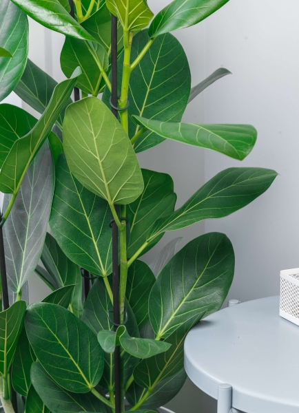 Фикус Бенгальский 3 ствола 27/90 см в CANTO STONE LOW 30