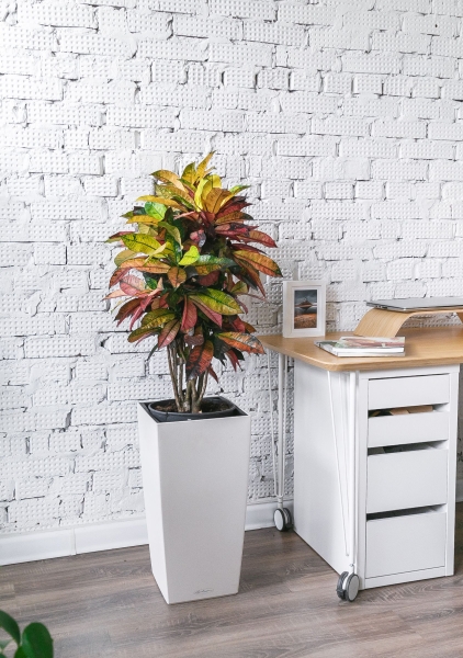 Кротон в CUBICO 30