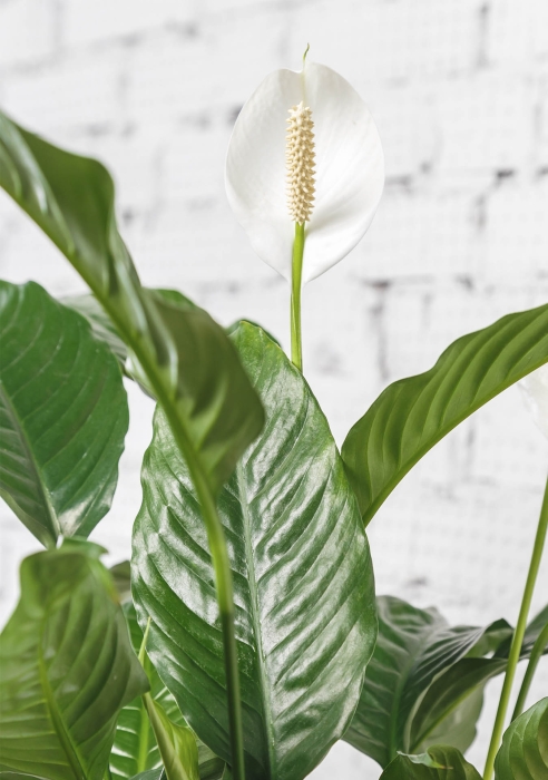 Спатифиллум в CLASSICO LS 21