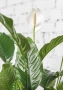 Спатифиллум в CLASSICO LS 21
