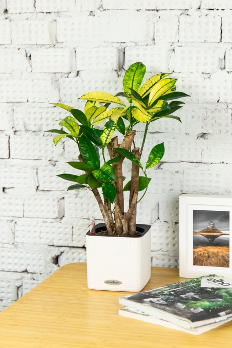 Кротон Миссис Айстон в CUBE COLOR 14