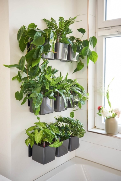 Замиокулькас в ЗЕЛЕНАЯ СТЕНА Home Kit Glossy 15 Замиокулькас в ЗЕЛЕНАЯ СТЕНА Home Kit Glossy 15