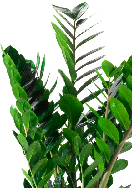 Замиокулькас 17/70 в QUADRO LS 21