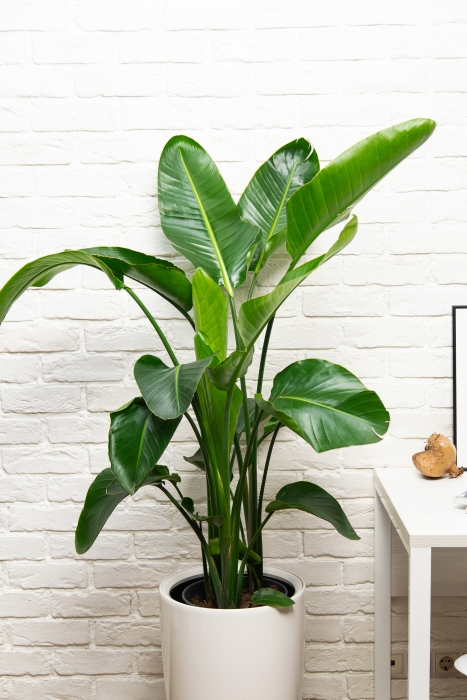 Стрелиция Николай в RONDO 32