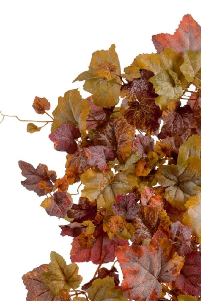 Виноградный куст жёлто-красный микс