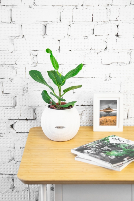 Фикус Бенгальский Одри 12/30 см в PURO 20