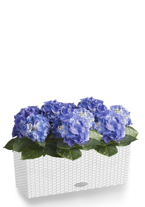 Гортензия темно-голубая для балконов и терасс в BALCONERA Cottage 50, белый