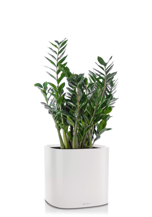 Замиокулькас в PILA 35, светло-серый