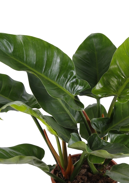 Филодендрон Империал Грин 27/80 см