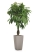 Фикус Амстел Кинг переплетенный 30/150 см в CUBICO COLOR 40