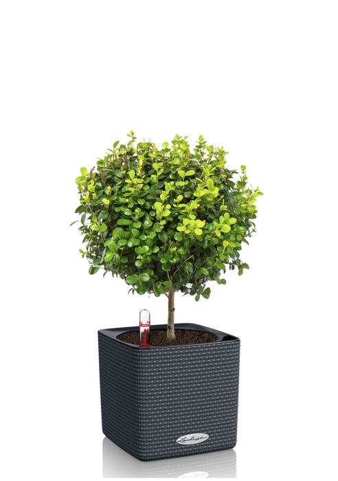 Мирсина CUBE COLOR 14, серый