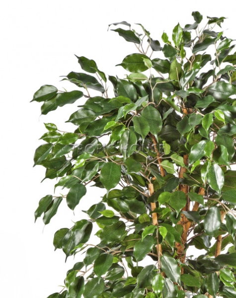 Фикус Бенджамина Нитида