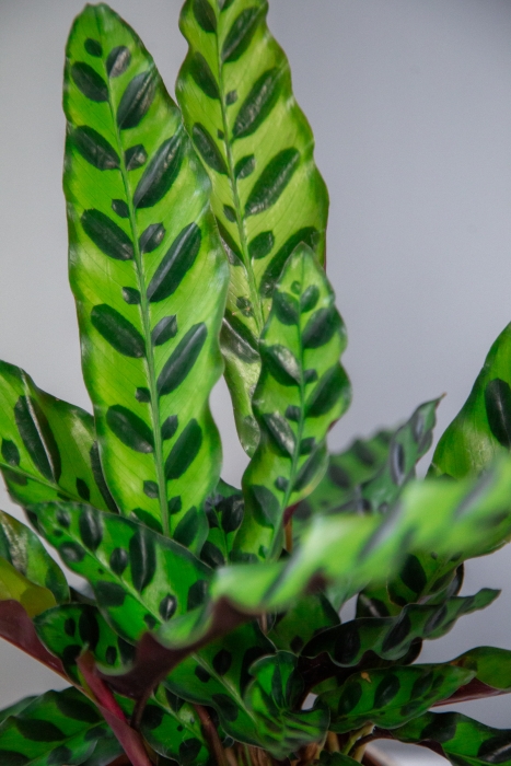 Калатея Лансифолия 12/30 см