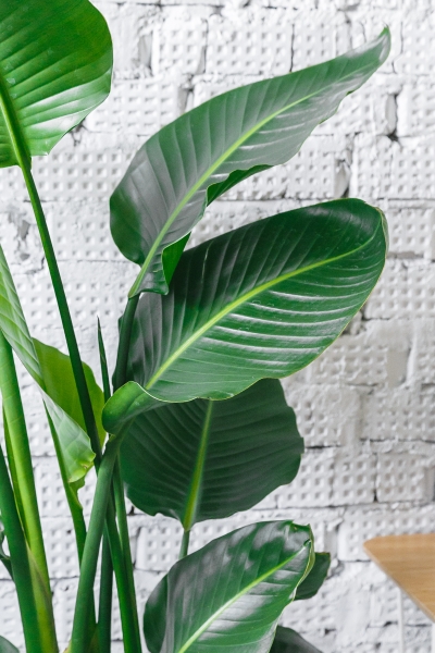 Стрелиция Николай 27/160 см