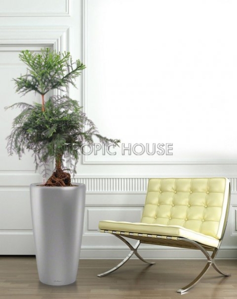 Араукария Бонсай в RONDO 40