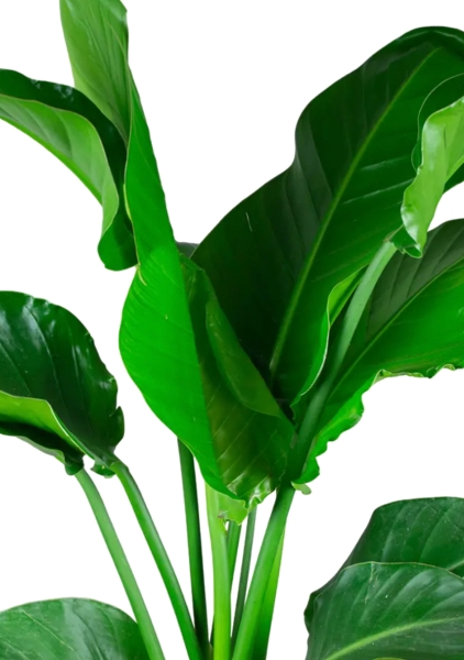 Стрелиция Николай 21/100 в CANTO STONE HIGH 30