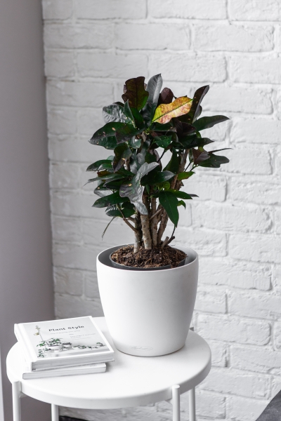 Кротон Вилма в CLASSICO COLOR 21