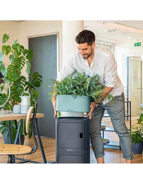 Замиокулькас 24/100 в PILA 35 Замиокулькас 24/100 в PILA 35