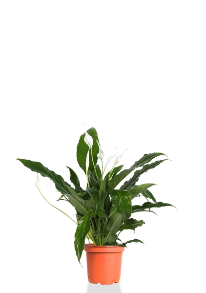 Спатифиллум 13/50 см