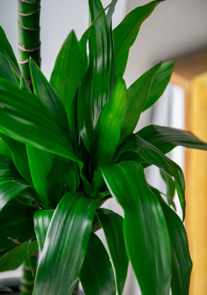 Драцена Джанет Крейг 3 ствола в CILINDRO COLOR 32