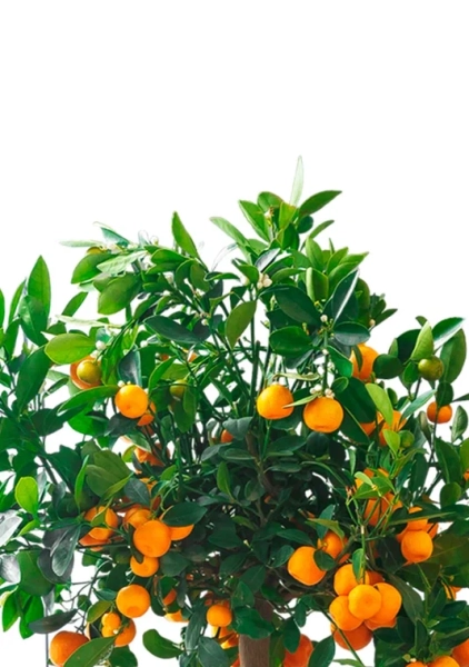 Цитрус Каламондин 19/60 см в CLASSICO COLOR 21