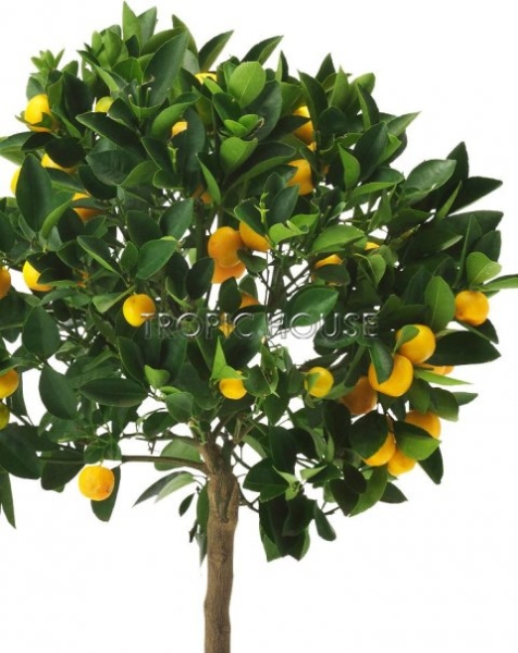 Цитрус Каламондин 23/110 см Цитрус Каламондин 23/110 см
