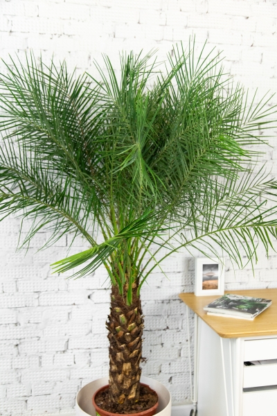 Финиковая пальма Робилини в CLASSICO LS 43 Финиковая пальма Робилини в CLASSICO LS 43