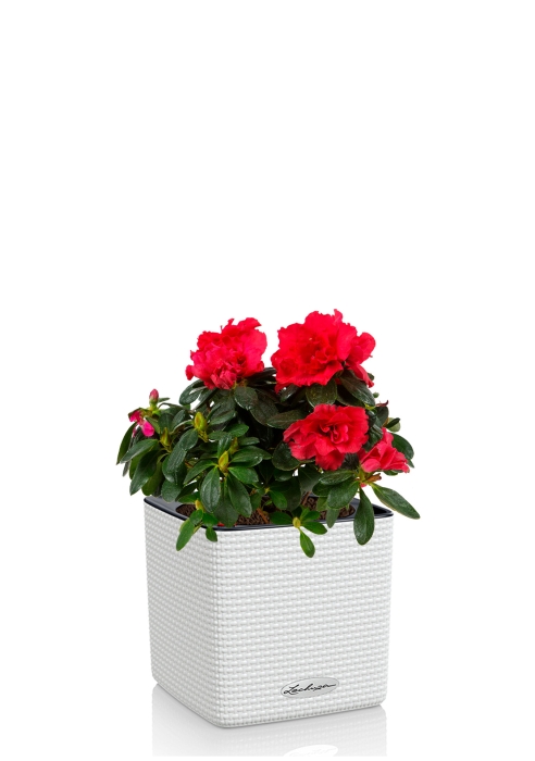 Азалия индика красная 12/25 см в CUBE COLOR 16, белый