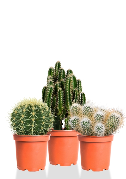 Набор кактусов 12 см Набор кактусов 12 см