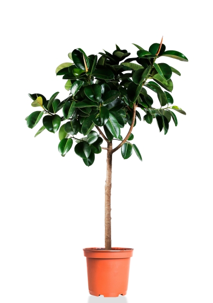 Фикус Эластика Мелани на штамбе 40/170 см Фикус Эластика Мелани на штамбе 40/170 см