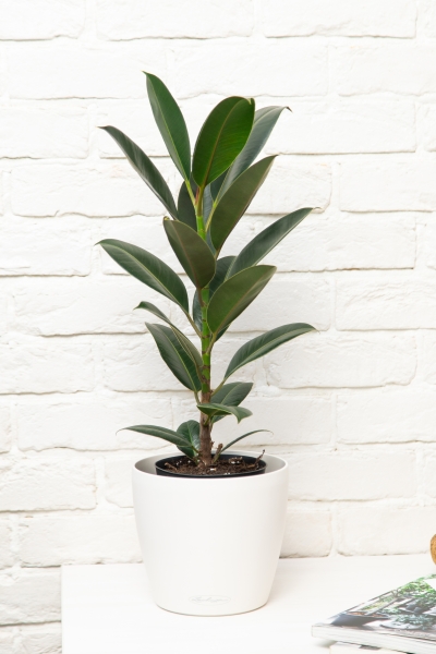 Фикус Эластика Мелани 14/45 см Фикус Эластика Мелани 14/45 см