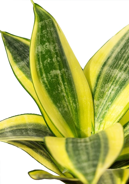 Сансевиерия Голден Ханни в PURO 20 Сансевиерия Голден Ханни в PURO 20