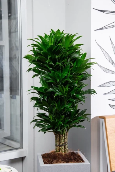 Драцена Компакта бранч 34/150 см в CLASSICO Color 43