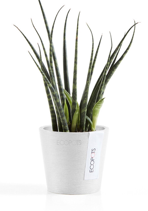 Ecopots Amsterdam Mini 8