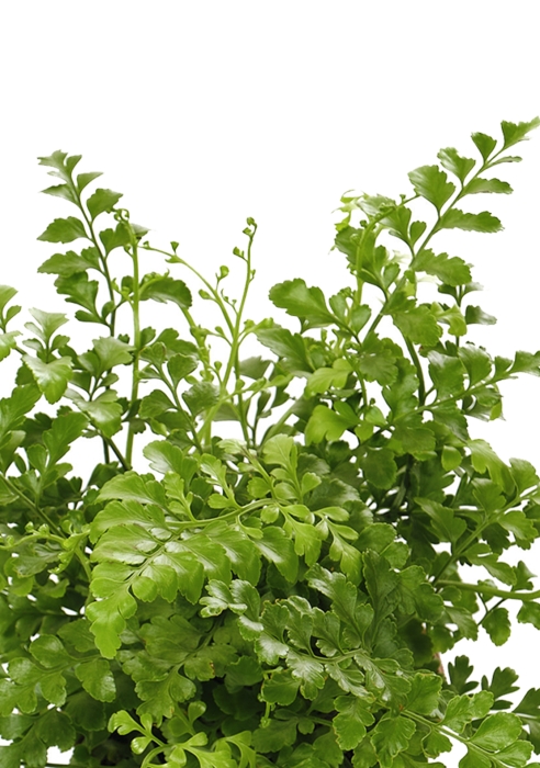 Папоротник Парвати в DELTA 20