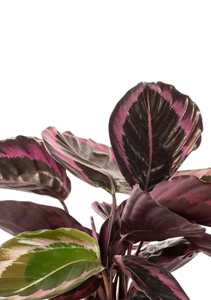 Калатея Розеопикта 15/40 см в CUBE COLOR 16 Калатея Розеопикта 15/40 см в CUBE COLOR 16