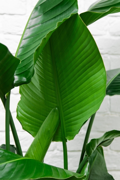 Стрелиция Николай 27/140 см в CLASSICO COLOR 35