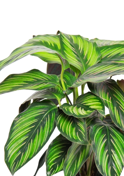 Калатея Принцепс 12/30 см