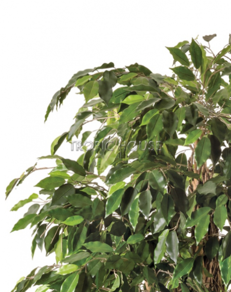 Фикус Лиана Де Люкс