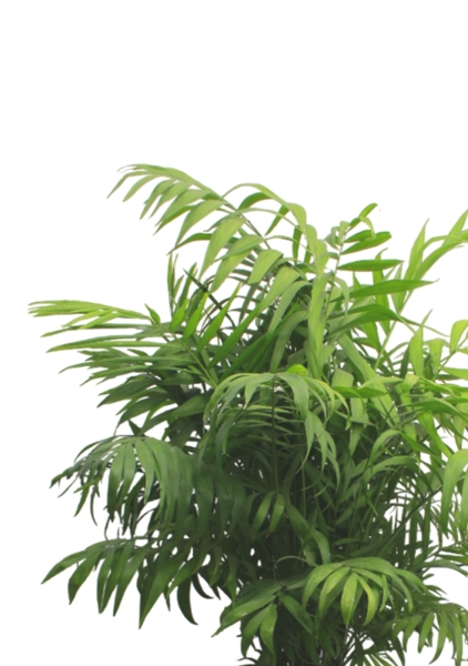 Хамедорея Элеганс 24/80 см в QUADRO LS 28 Хамедорея Элеганс 24/80 см в QUADRO LS 28