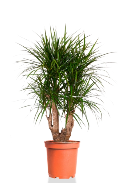 Драцена Маргината бранч 24/90 см