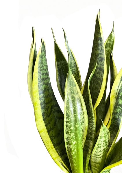 Сансевиерия Футура Суперба 12/30 см