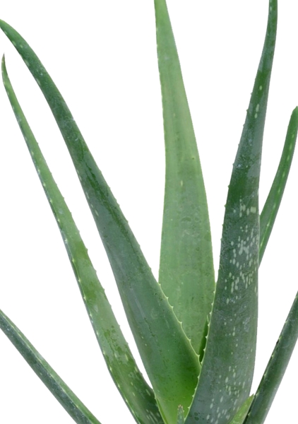 Алоэ 12/30 см в CUBE COLOR 14 Алоэ 12/30 см в CUBE COLOR 14