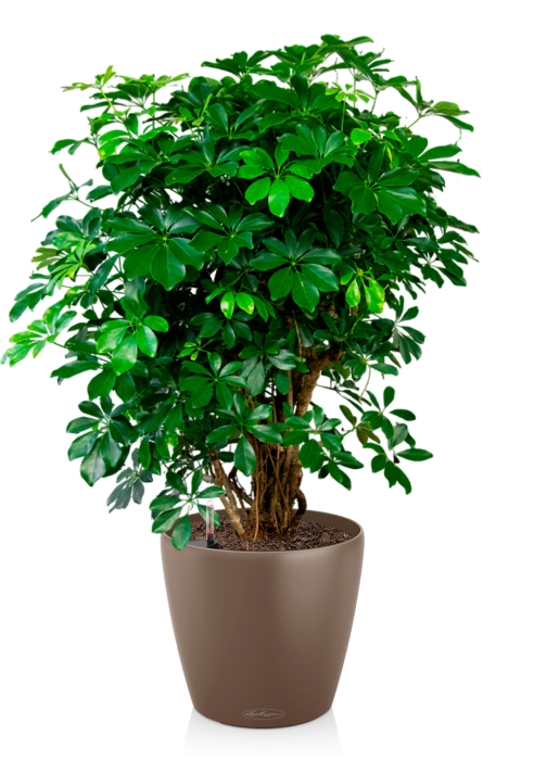 Шеффлера Компакта бранч 40/140 см в CLASSICO COLOR 43, мускатный