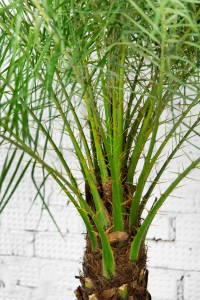 Финиковая пальма Робилини в CLASSICO LS 43 Финиковая пальма Робилини в CLASSICO LS 43