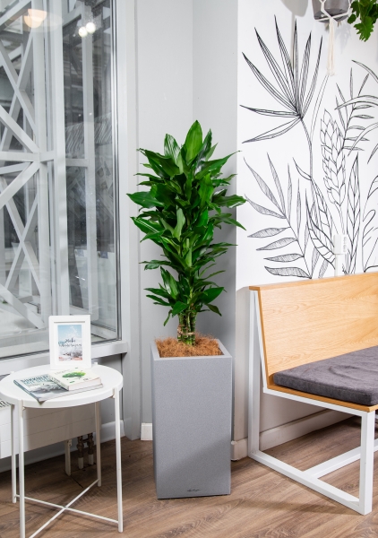 Драцена Джанет Линд в CANTO STONE HIGH 30