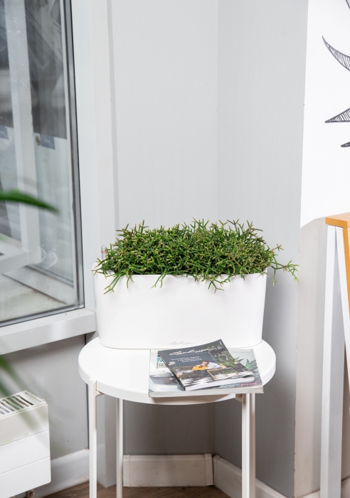 Рипсалис в DELTA 20