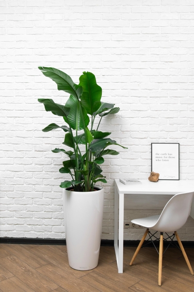 Стрелиция Николай 27/140 см в RONDO 40