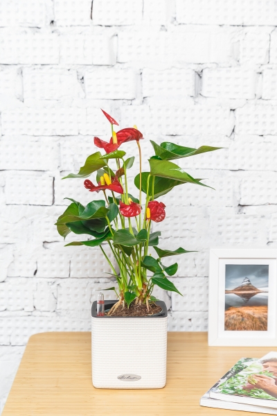 Антуриум Андрианум красный 12/40 см